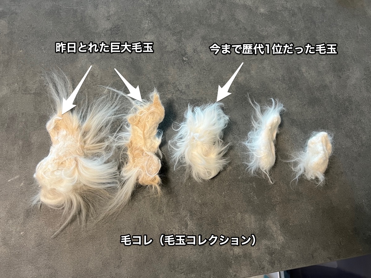 f:id:chikojirou:20211111210338j:plain