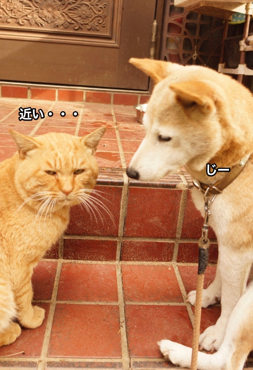 f:id:chikojirou:20211111210346j:plain