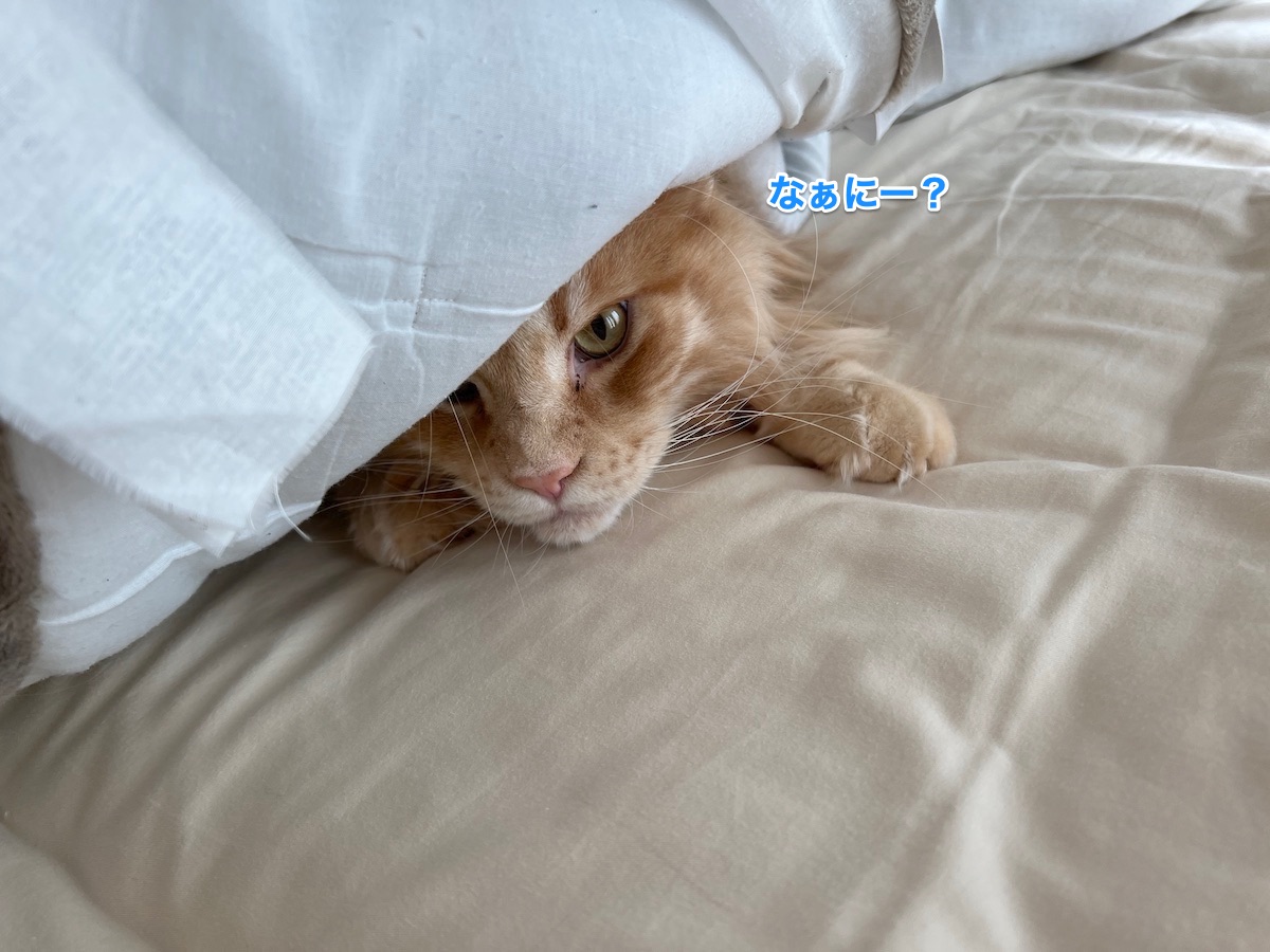 f:id:chikojirou:20211114211228j:plain