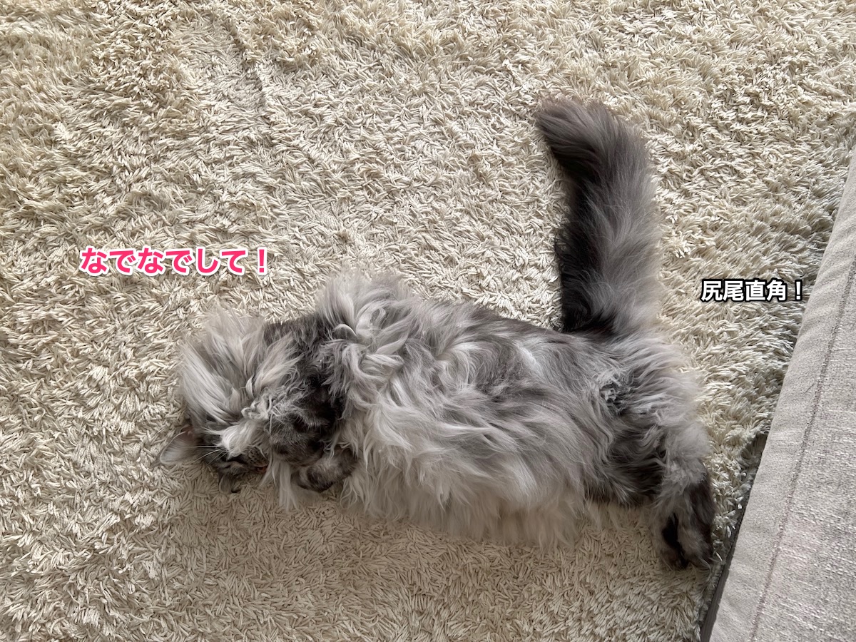f:id:chikojirou:20211114211232j:plain