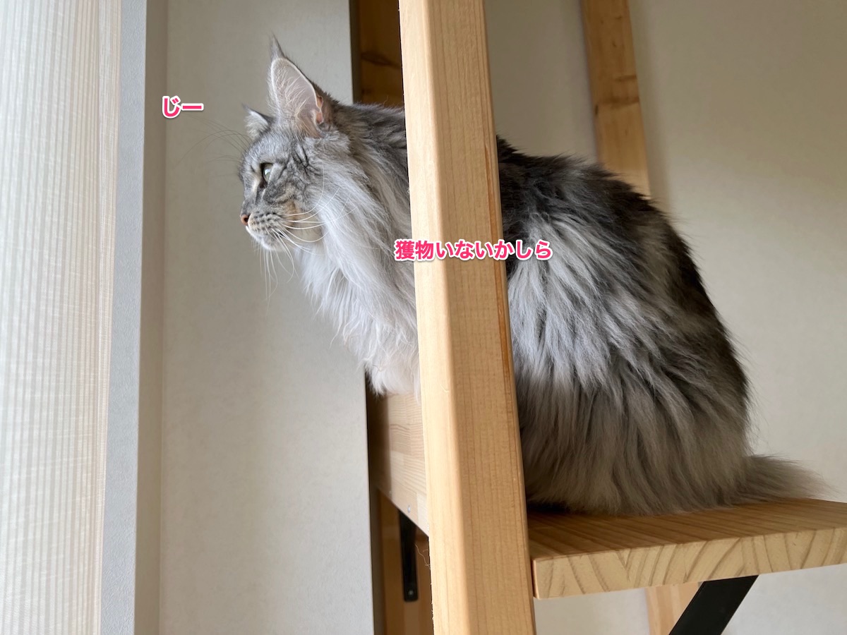 f:id:chikojirou:20211115214002j:plain