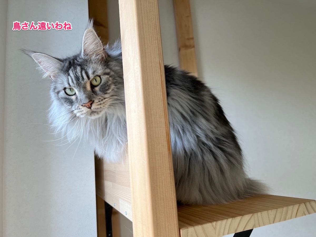 f:id:chikojirou:20211115214004j:plain