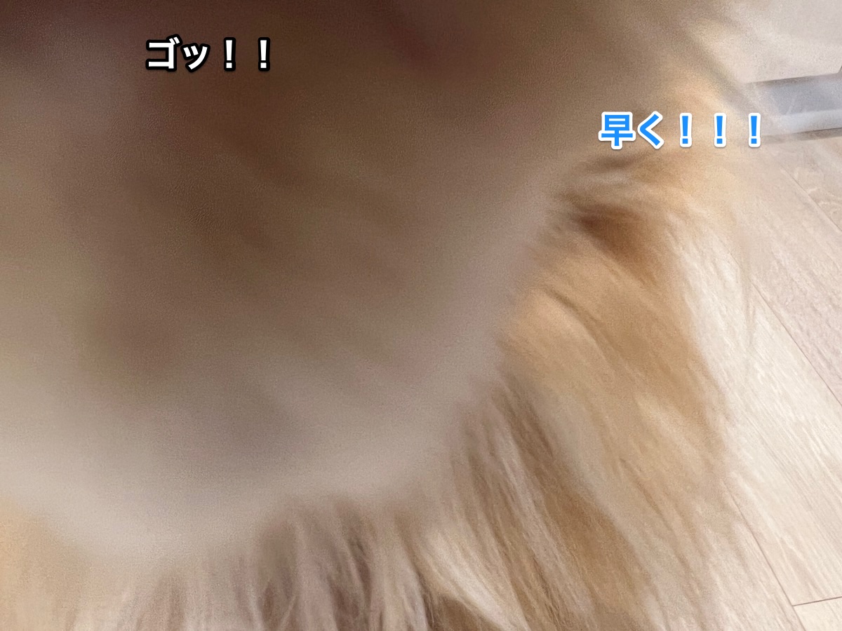 f:id:chikojirou:20211115214017j:plain