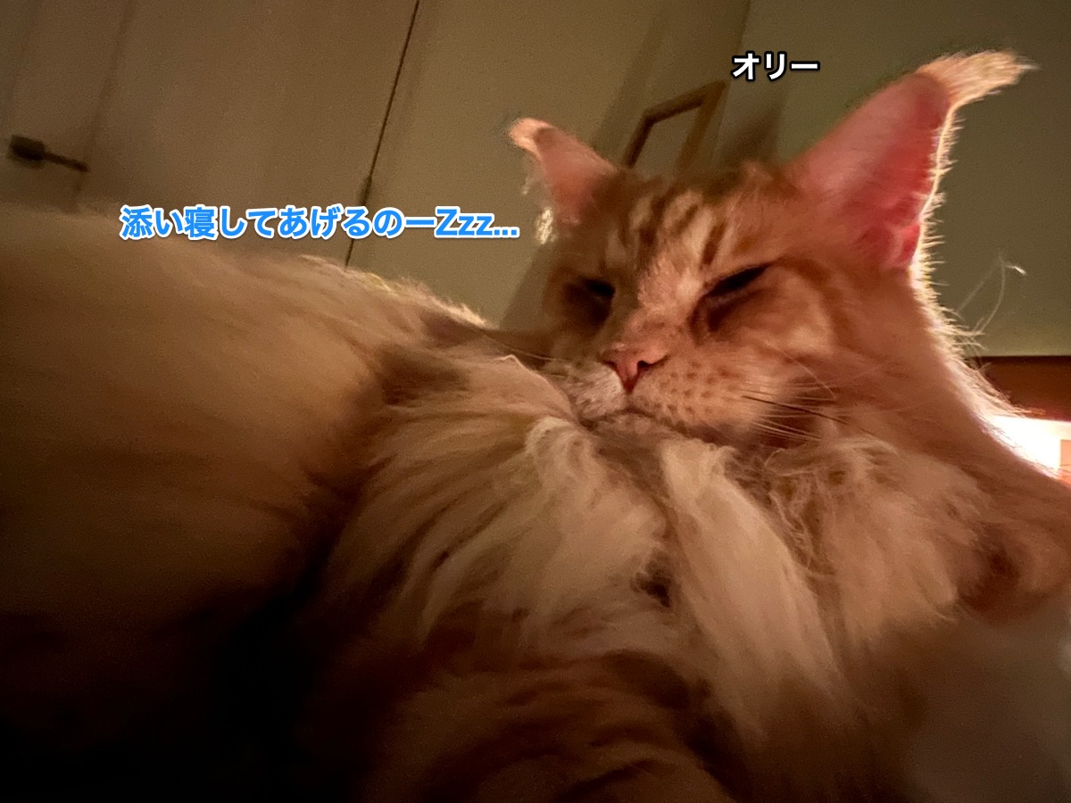 f:id:chikojirou:20211120205741j:plain