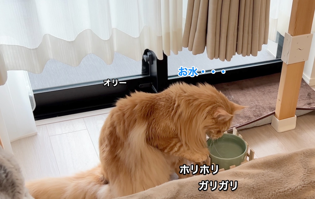 f:id:chikojirou:20211122214410j:plain