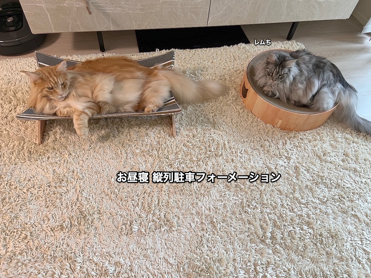 f:id:chikojirou:20211122214413j:plain