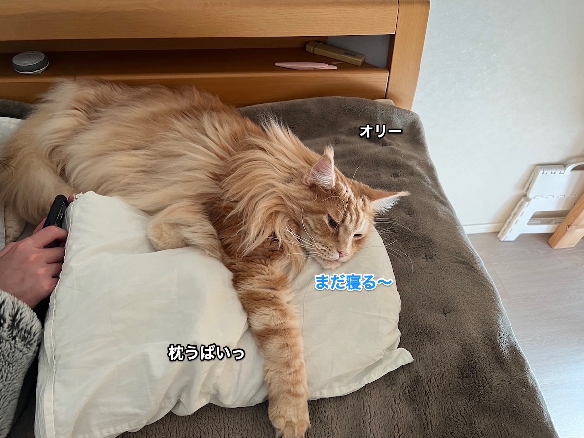 f:id:chikojirou:20211124212949j:plain