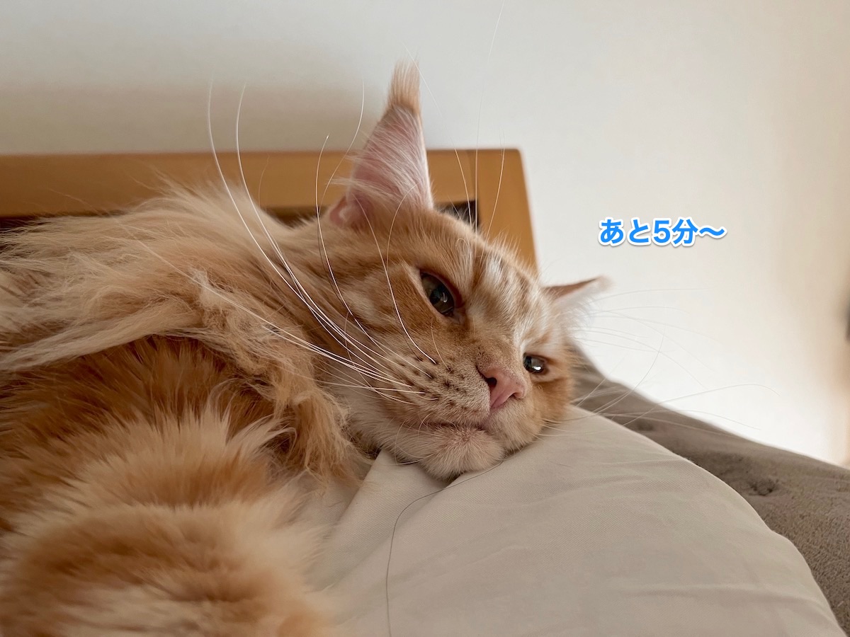 f:id:chikojirou:20211124212952j:plain