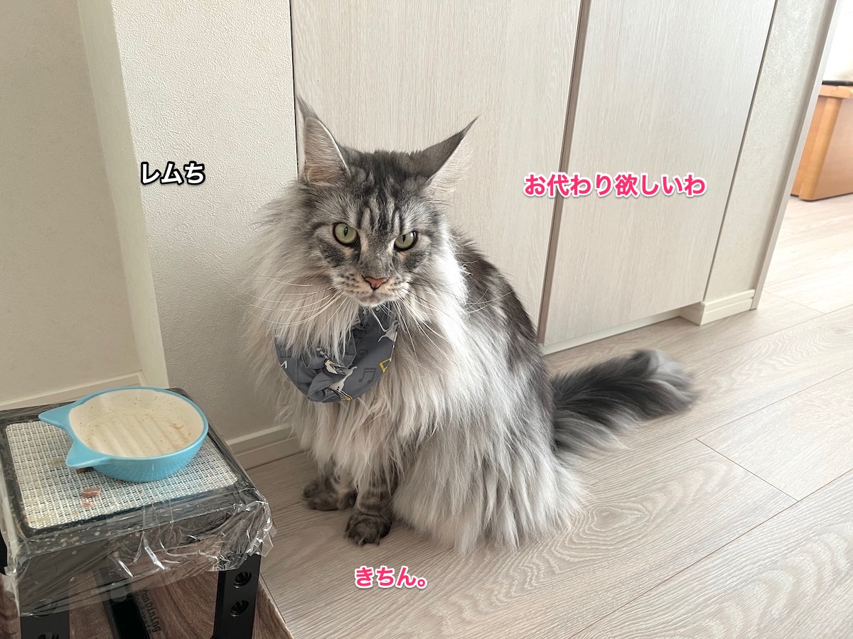 f:id:chikojirou:20211124212955j:plain