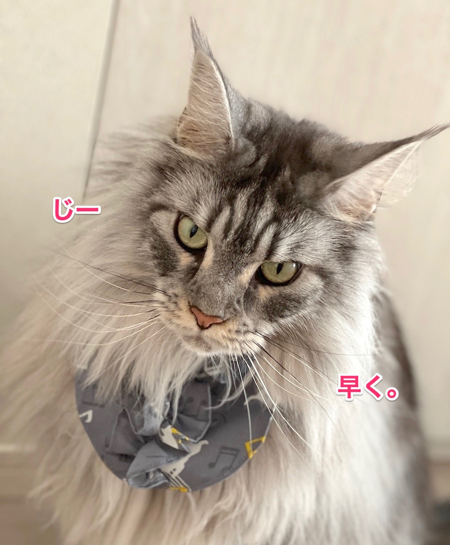 f:id:chikojirou:20211124212957j:plain