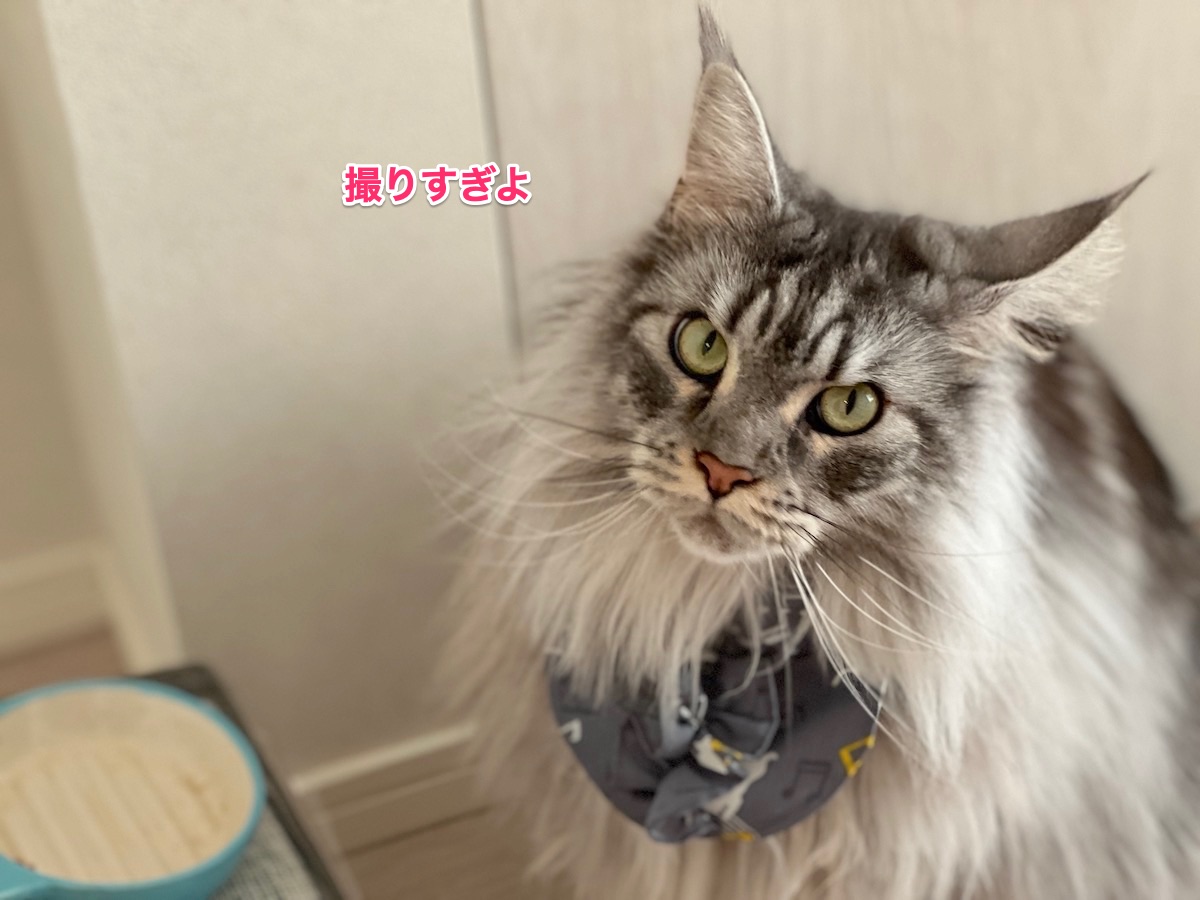 f:id:chikojirou:20211124213003j:plain