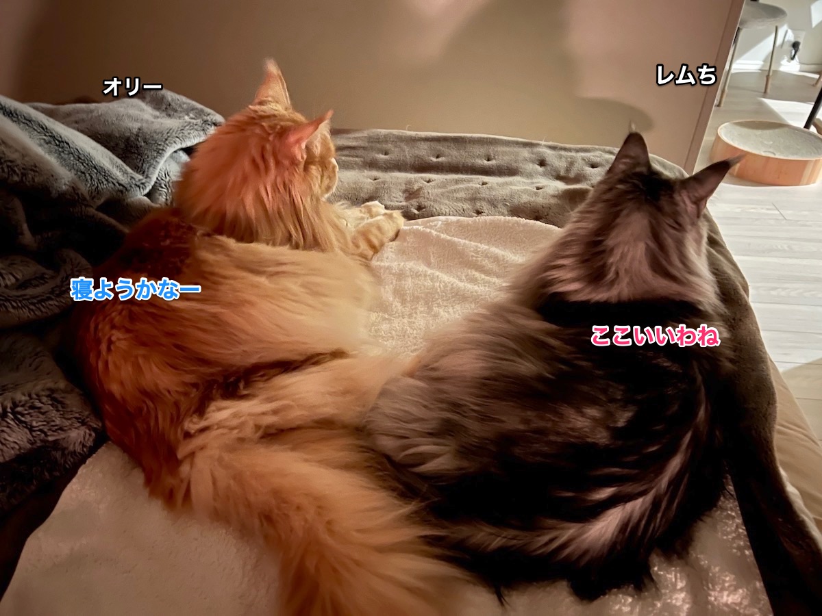 f:id:chikojirou:20211127222152j:plain