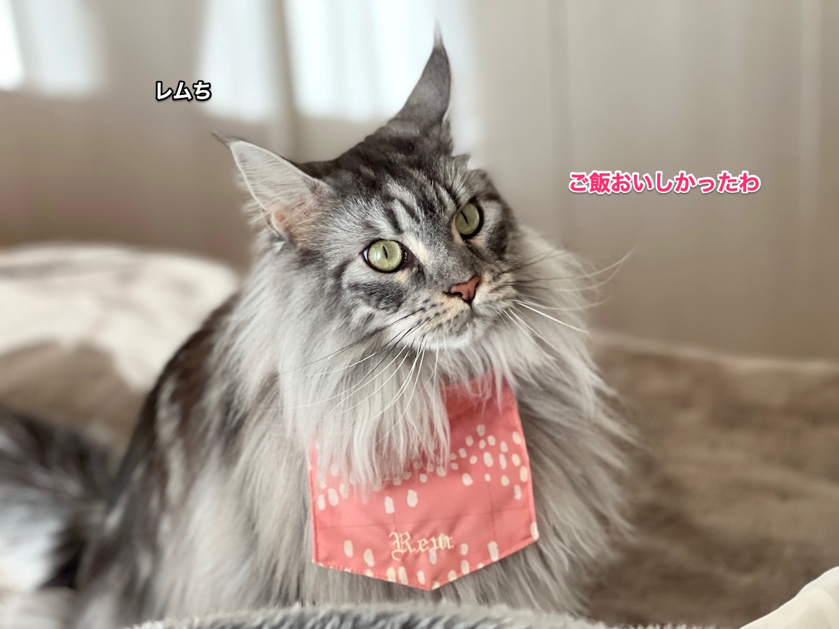 f:id:chikojirou:20211128212740j:plain