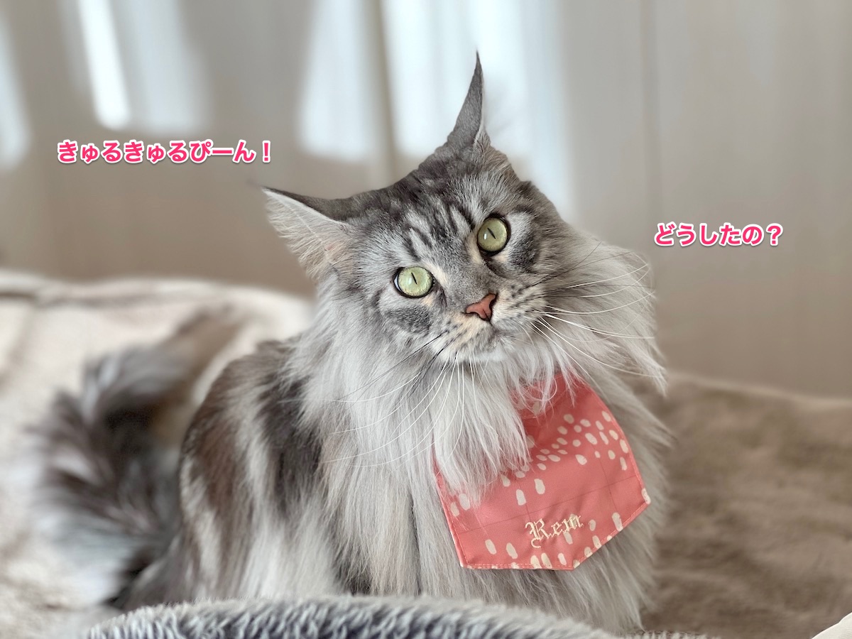 f:id:chikojirou:20211128212743j:plain