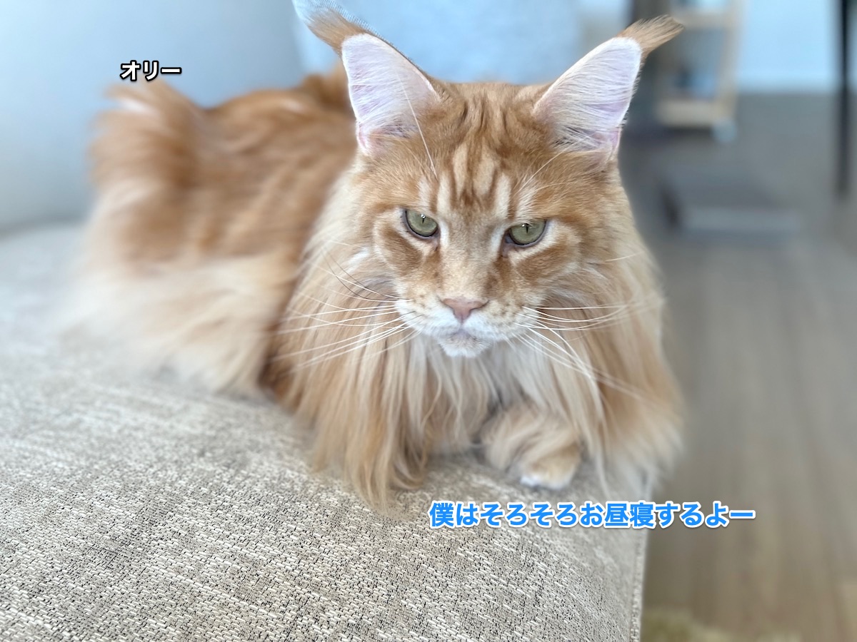 f:id:chikojirou:20211128212746j:plain