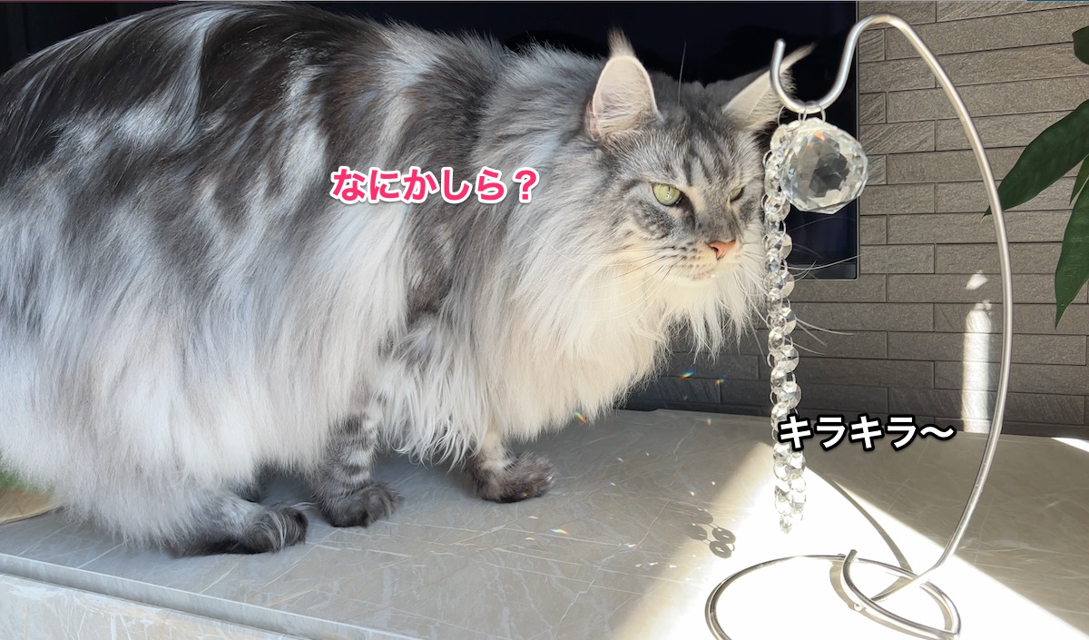 f:id:chikojirou:20211128212752j:plain