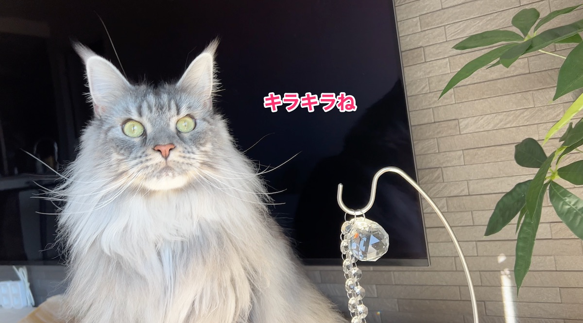 f:id:chikojirou:20211128212755j:plain