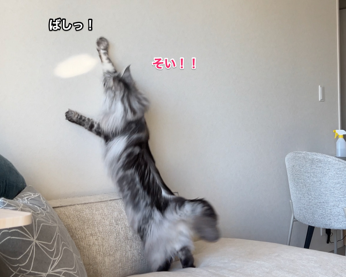 f:id:chikojirou:20211128212757j:plain