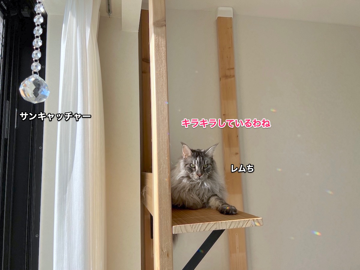 f:id:chikojirou:20211130215838j:plain