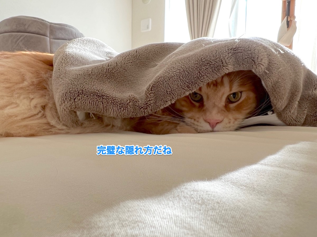 f:id:chikojirou:20211130215851j:plain