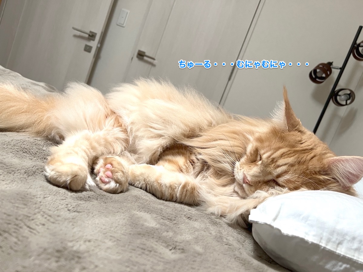 f:id:chikojirou:20211201213416j:plain