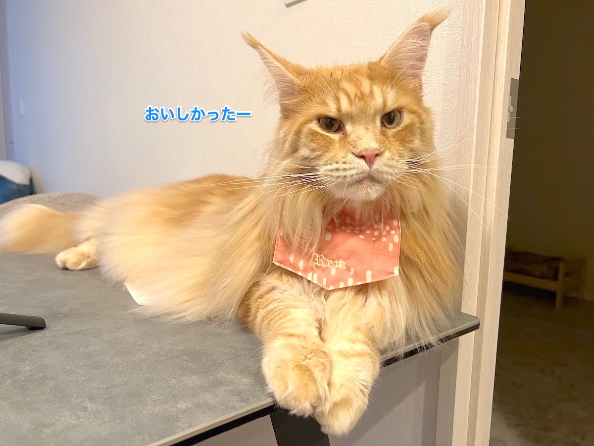 f:id:chikojirou:20211201213425j:plain
