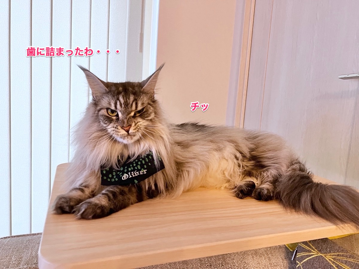 f:id:chikojirou:20211201213430j:plain