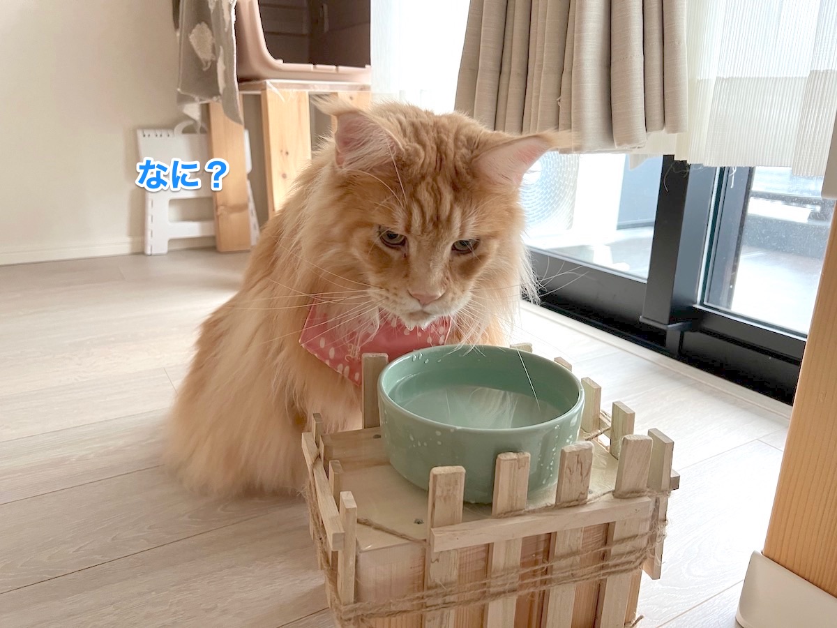 f:id:chikojirou:20211201213435j:plain