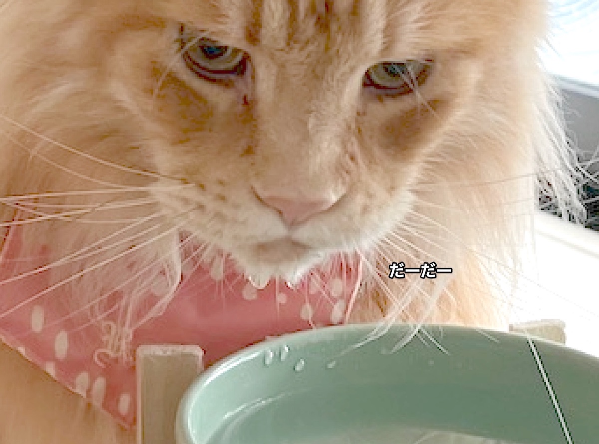 f:id:chikojirou:20211201213437j:plain