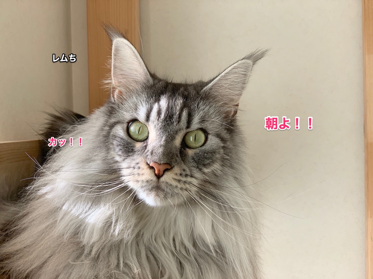f:id:chikojirou:20211203223713j:plain