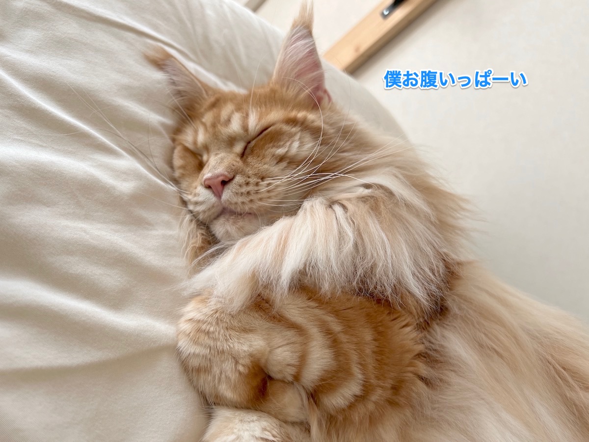 f:id:chikojirou:20211203223718j:plain