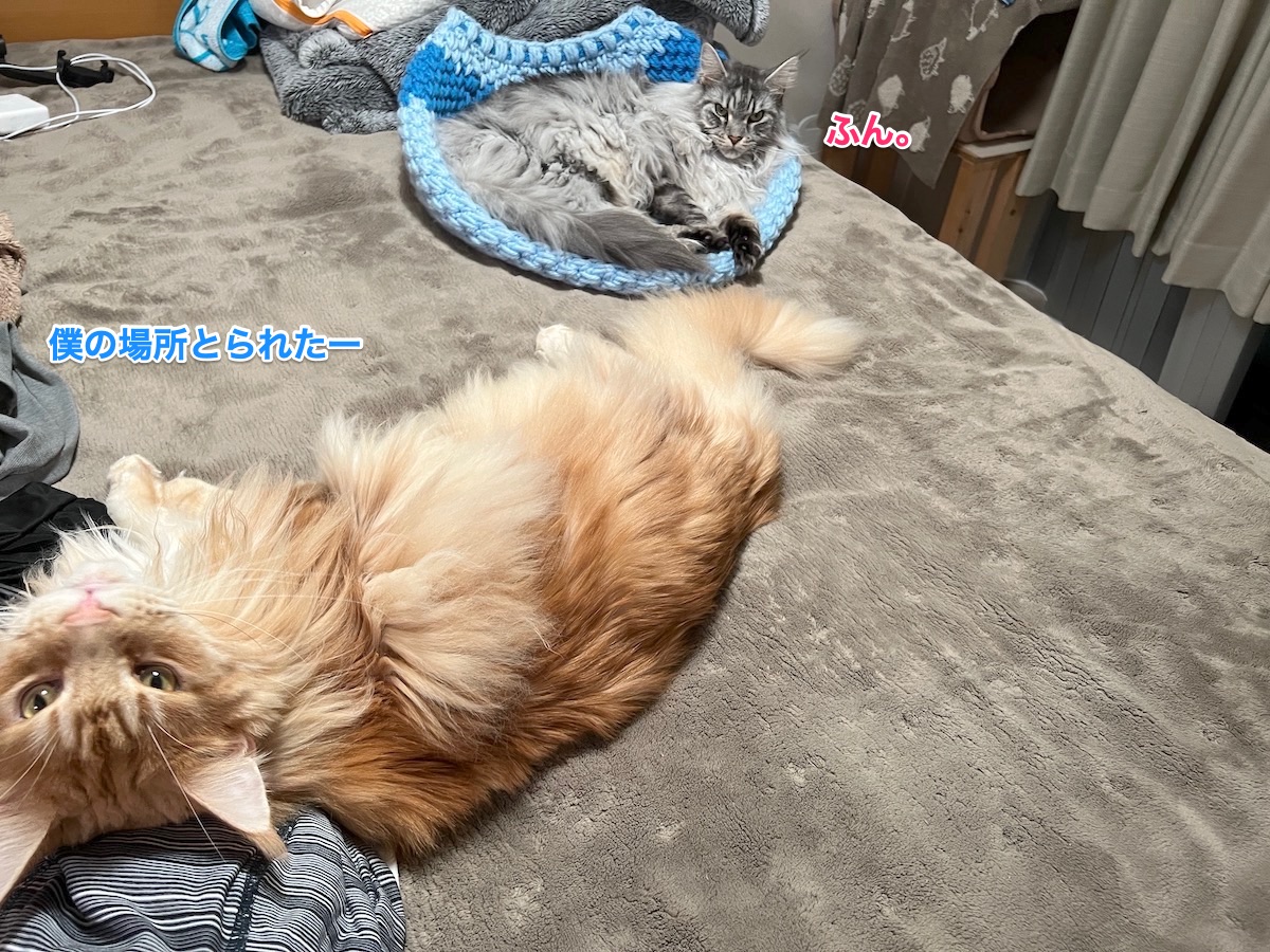f:id:chikojirou:20211203223720j:plain