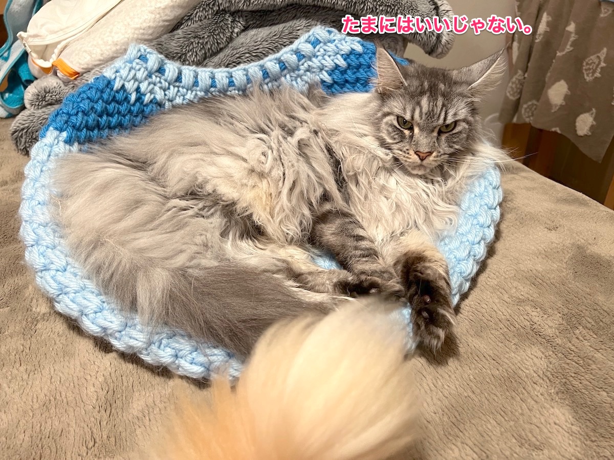 f:id:chikojirou:20211203223724j:plain