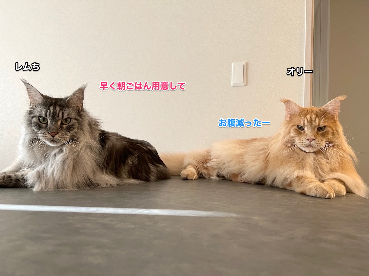 f:id:chikojirou:20211205221921j:plain