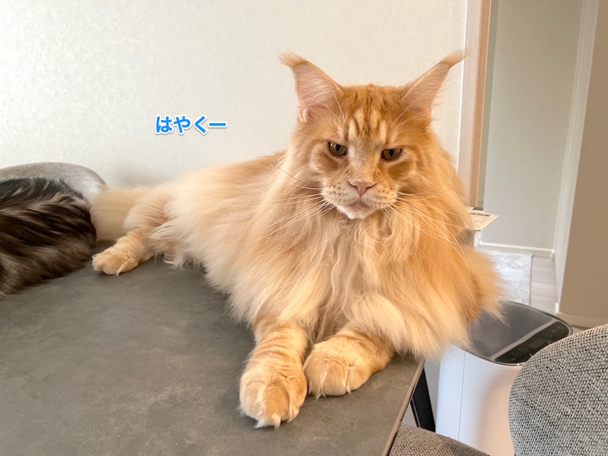 f:id:chikojirou:20211205221923j:plain