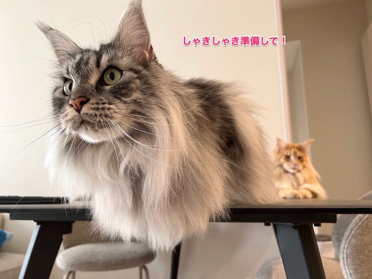 f:id:chikojirou:20211205221926j:plain