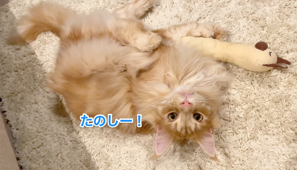 f:id:chikojirou:20211205221930j:plain