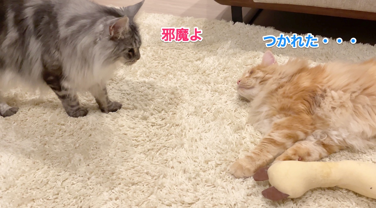 f:id:chikojirou:20211205221933j:plain