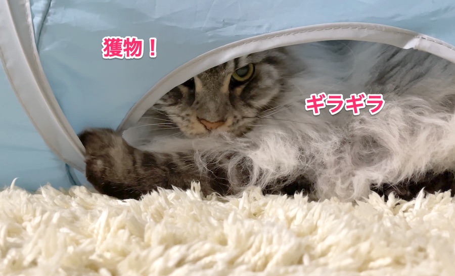 f:id:chikojirou:20211206215402j:plain
