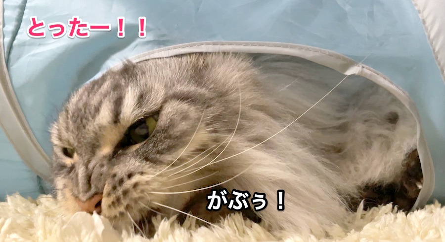 f:id:chikojirou:20211206215404j:plain