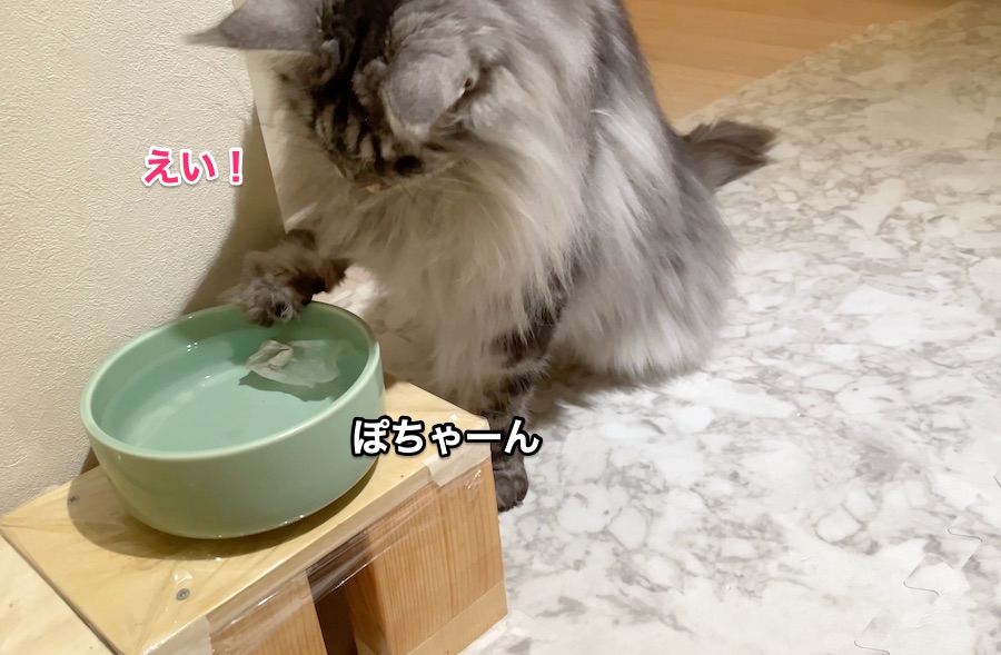f:id:chikojirou:20211206215406j:plain