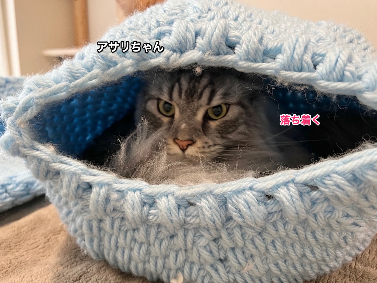 f:id:chikojirou:20211208223445j:plain