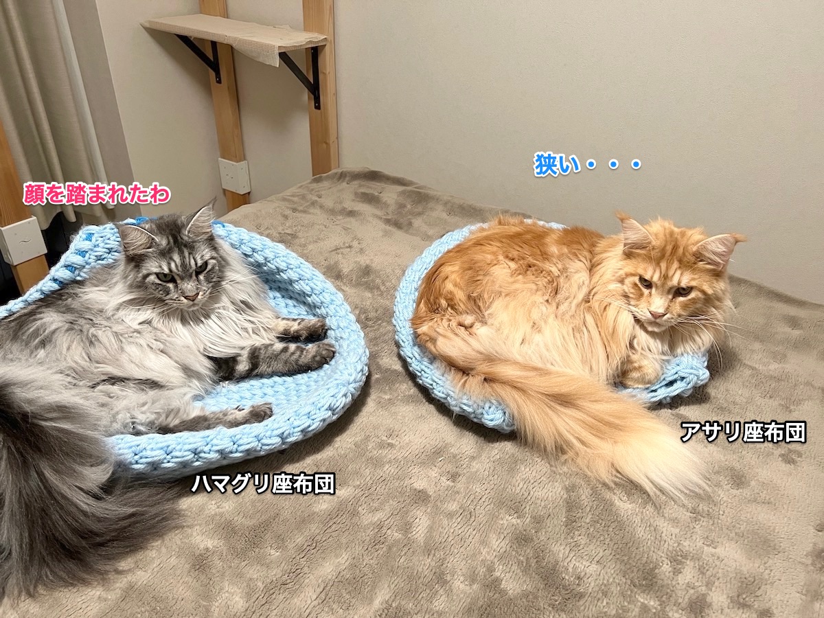 f:id:chikojirou:20211208223452j:plain