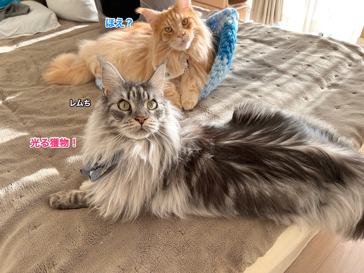 f:id:chikojirou:20211211204724j:plain