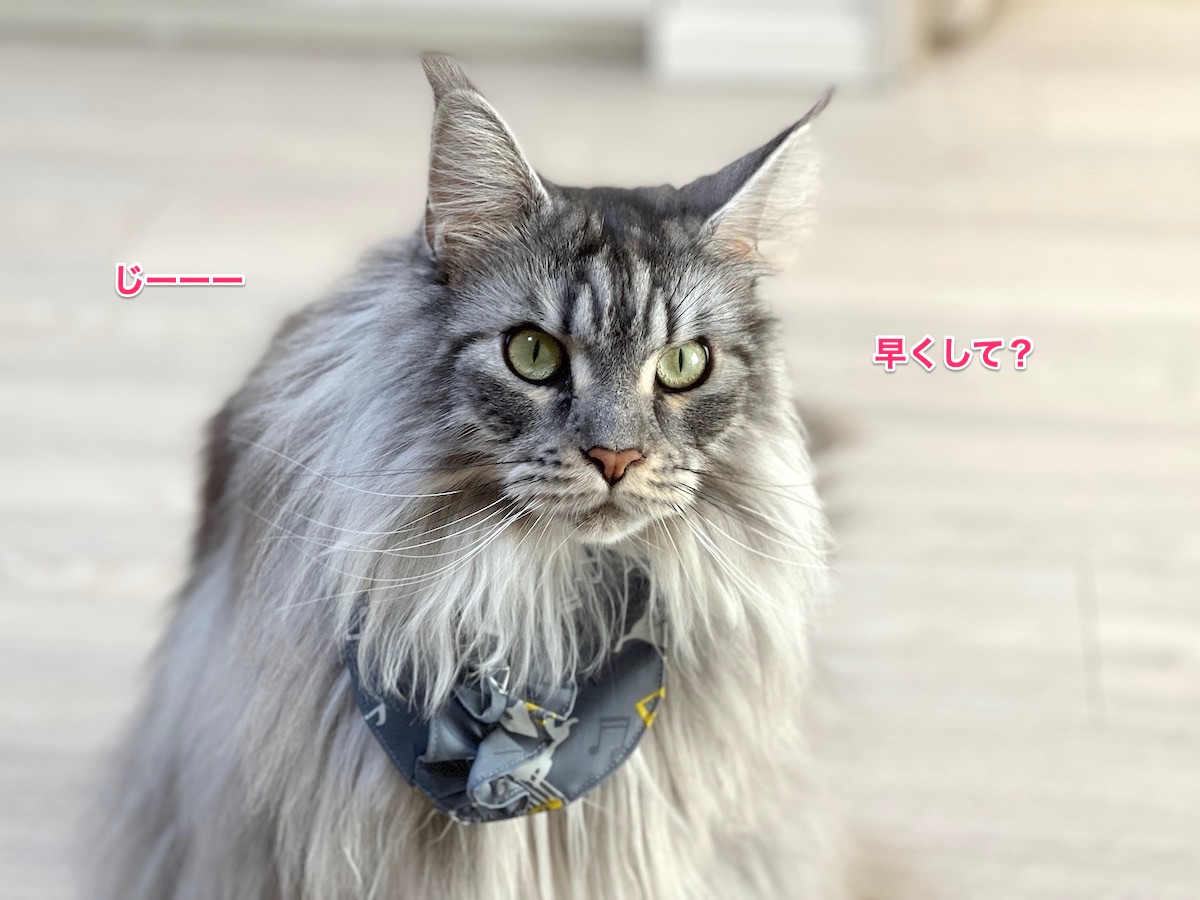 f:id:chikojirou:20211211204730j:plain