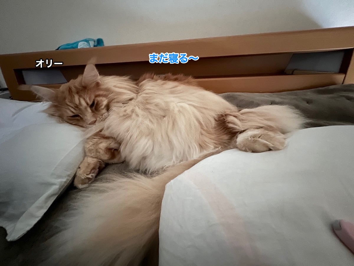 f:id:chikojirou:20211213210737j:plain