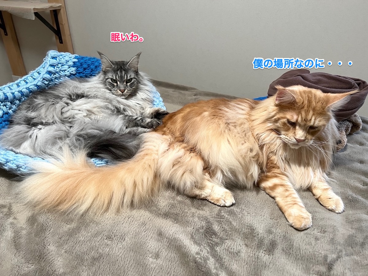 f:id:chikojirou:20211213210745j:plain