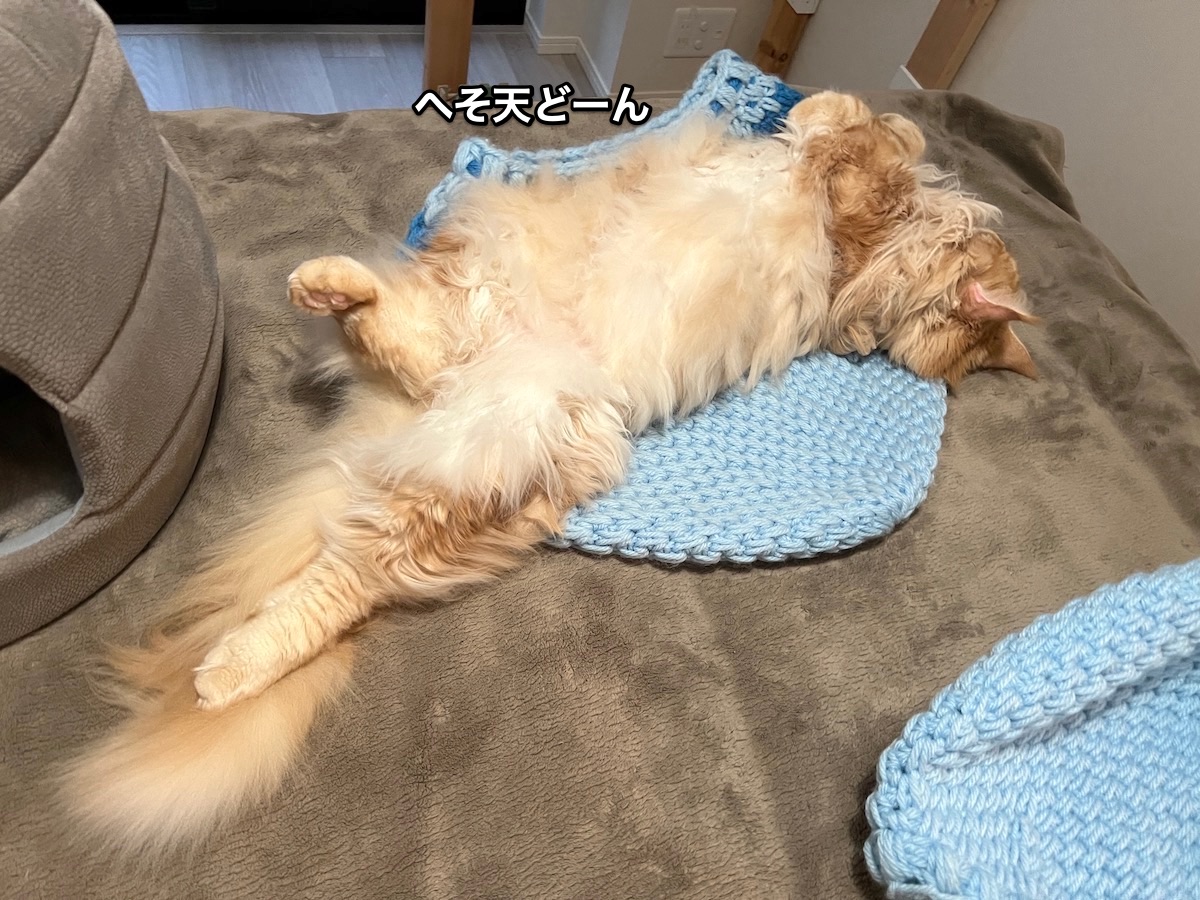 f:id:chikojirou:20211220214000j:plain