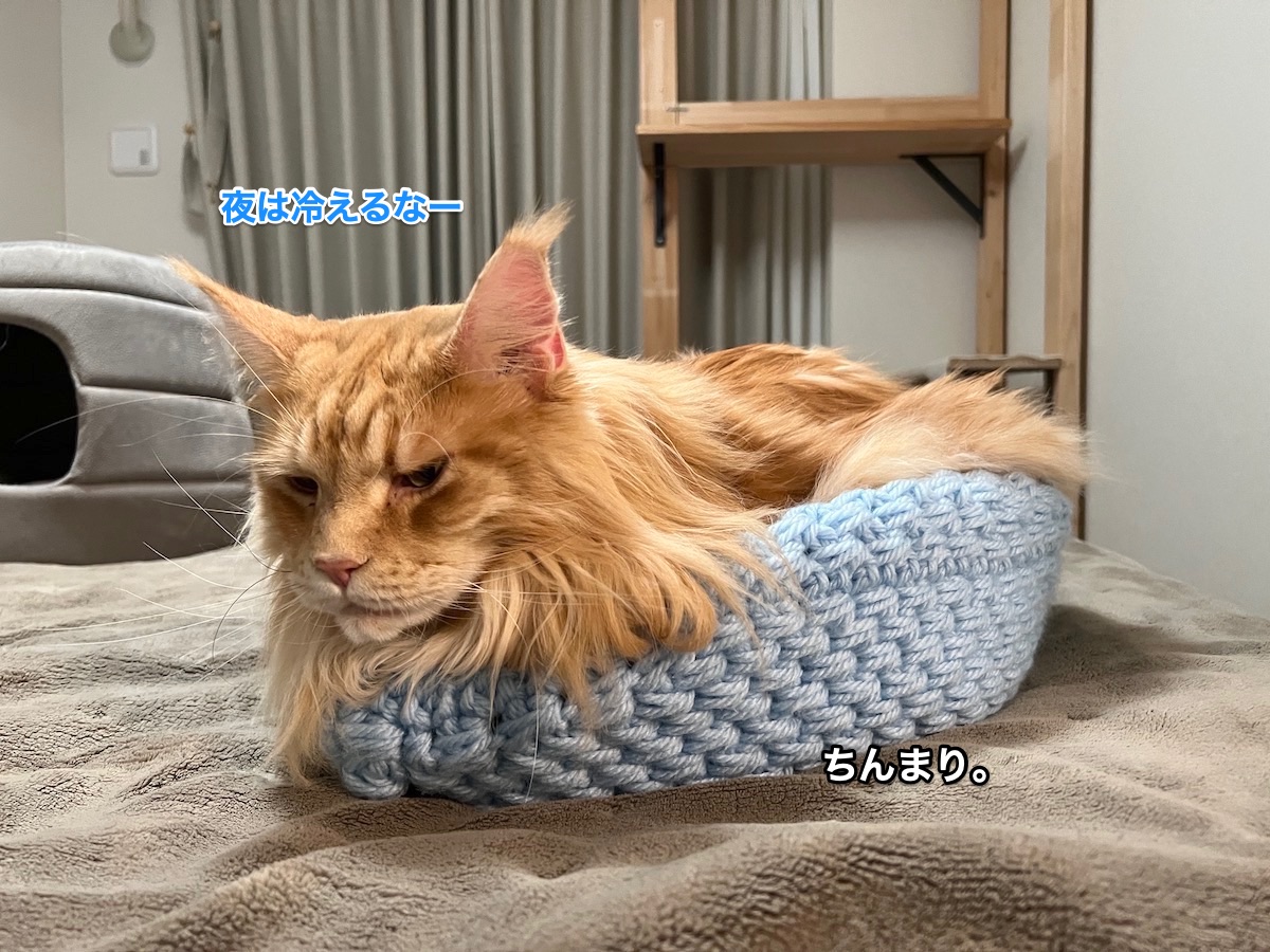 f:id:chikojirou:20211220214008j:plain