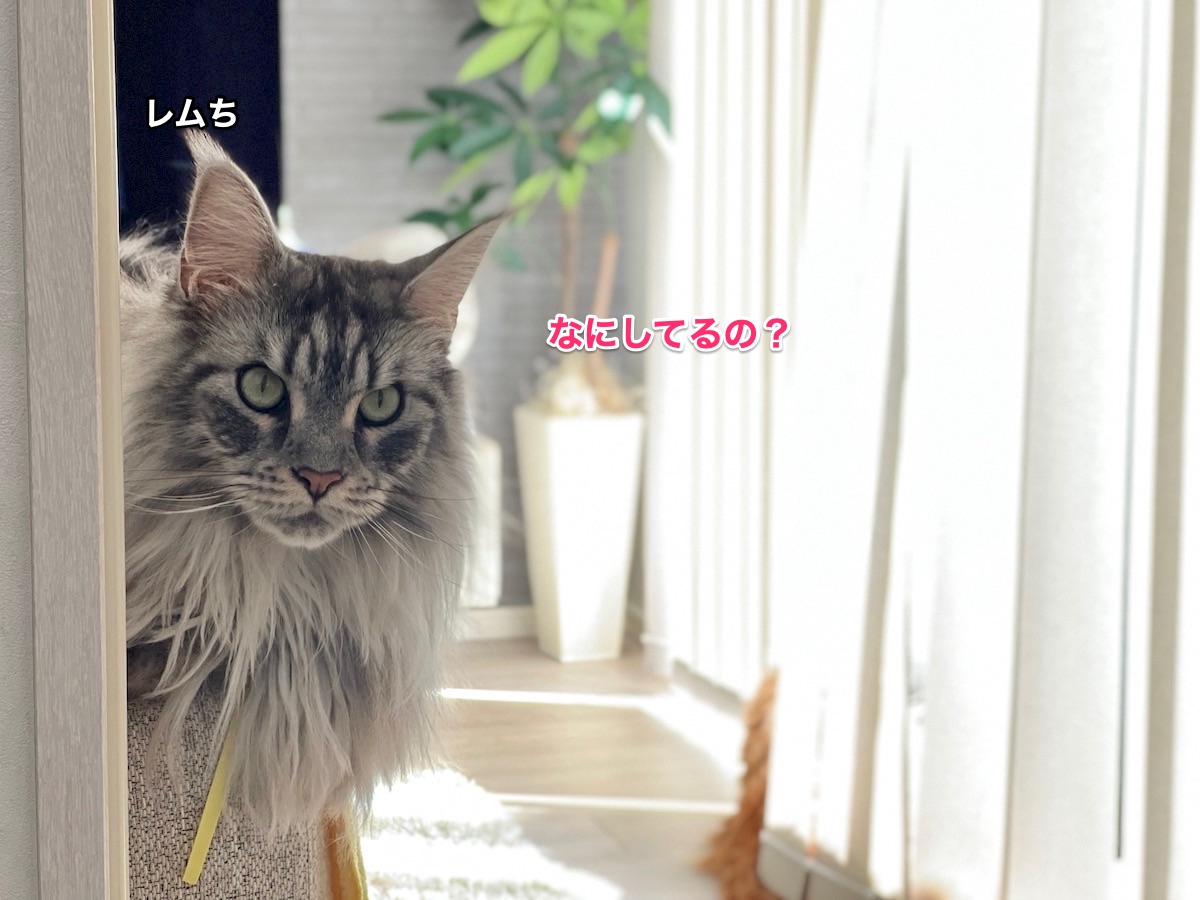f:id:chikojirou:20211221224919j:plain